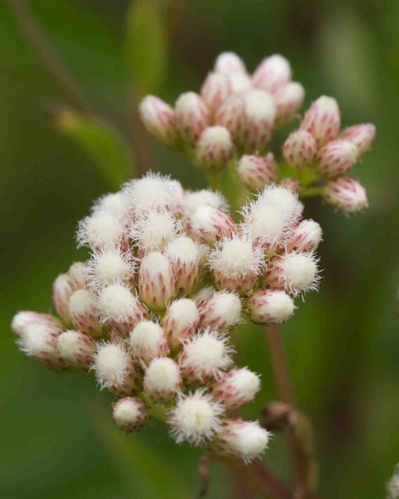 Asteraceae-Baccharis – MonFlora