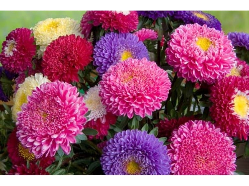 Aster flowers. Pink and purple asters on a background of green leaves.  Stock Photo by ©valemaxxx 300050096