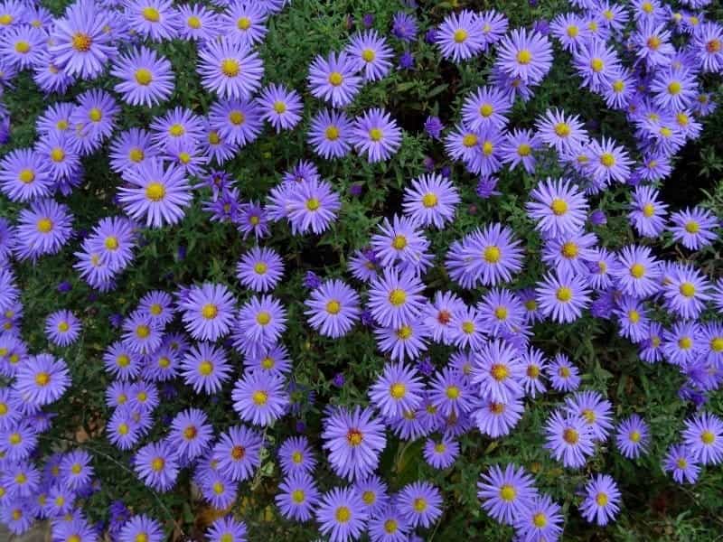 Aster flowers. Pink and purple asters on a background of green leaves Stock  Photo - Alamy