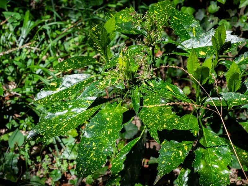 Aucuba japonica Crotonifolia - Spotted Laurel - best4hedging