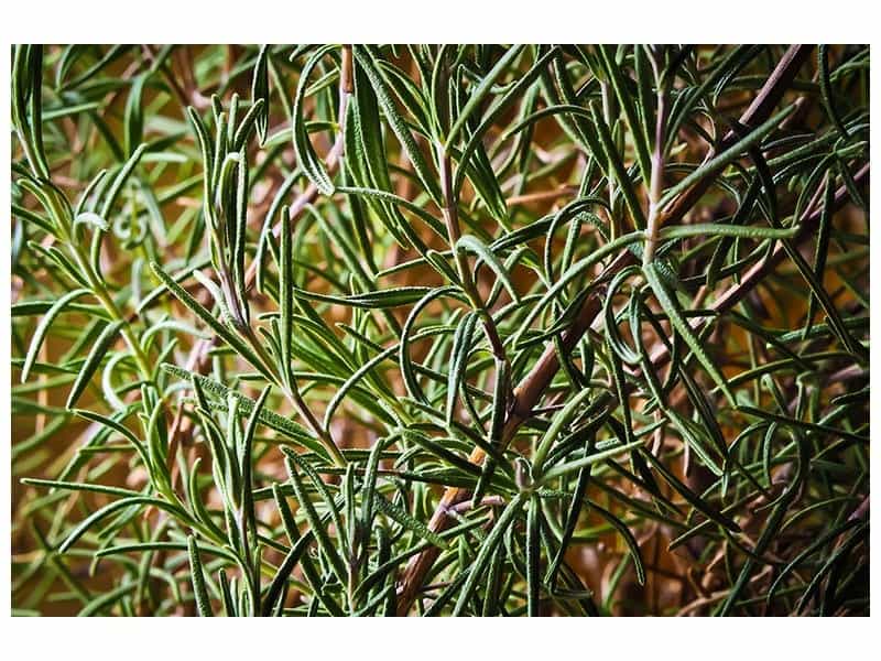 Australian Coastal Rosemary - Westringia Fructicosa – Cape Garden Online