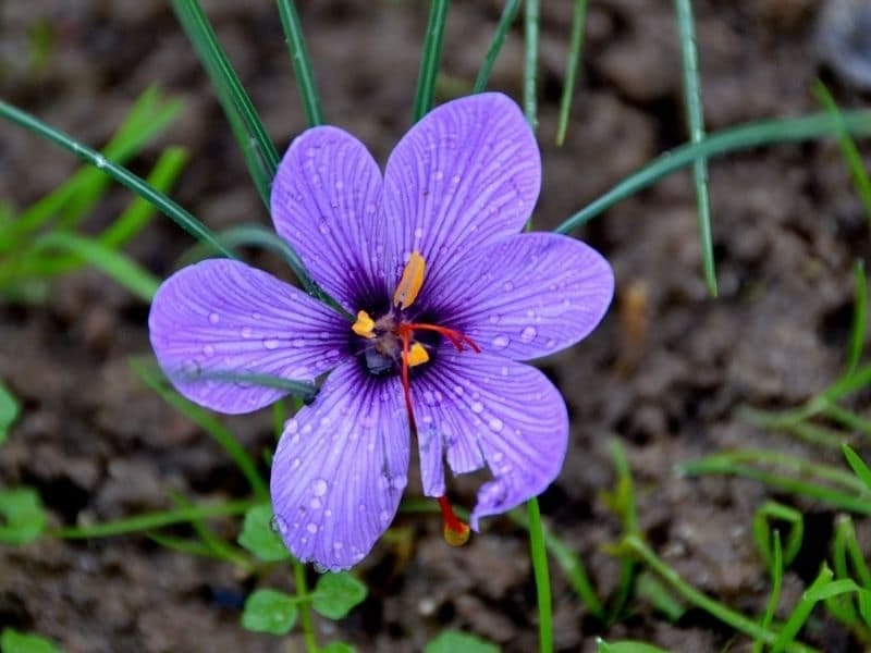 Autumn Crocus: A Touch of Spring in Fall // Missouri Environment and Garden  News Article // Integrated Pest Management, University of Missouri