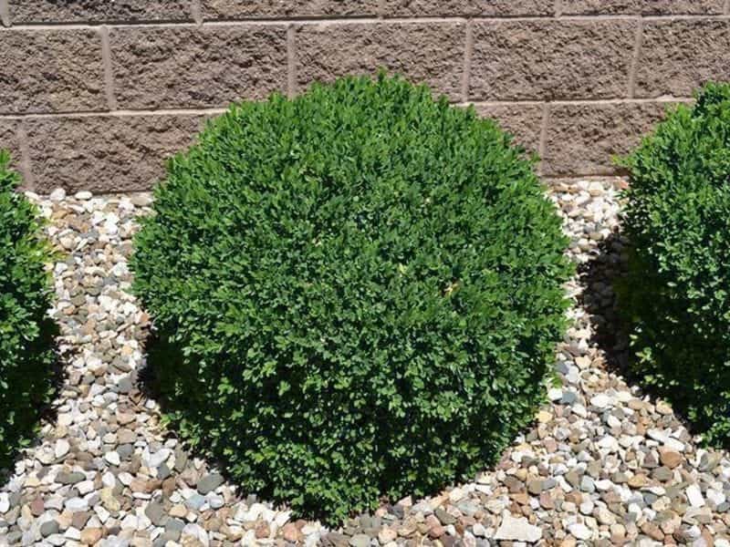 BUXUS SEMPERVIRENS - Common Boxwood - Camson Creek Cedars