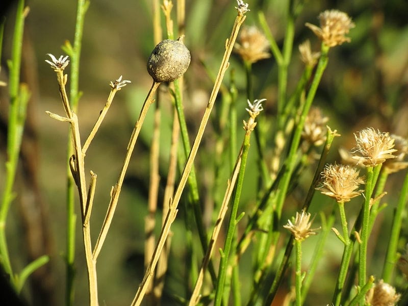 Baccharis articulata - Wikipedia