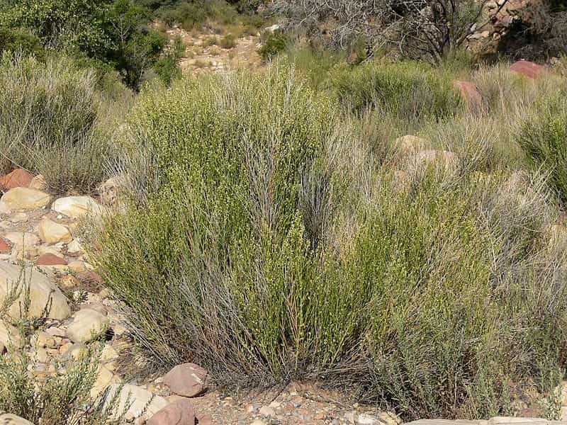 Baccharis glutinosa – The Watershed Nursery