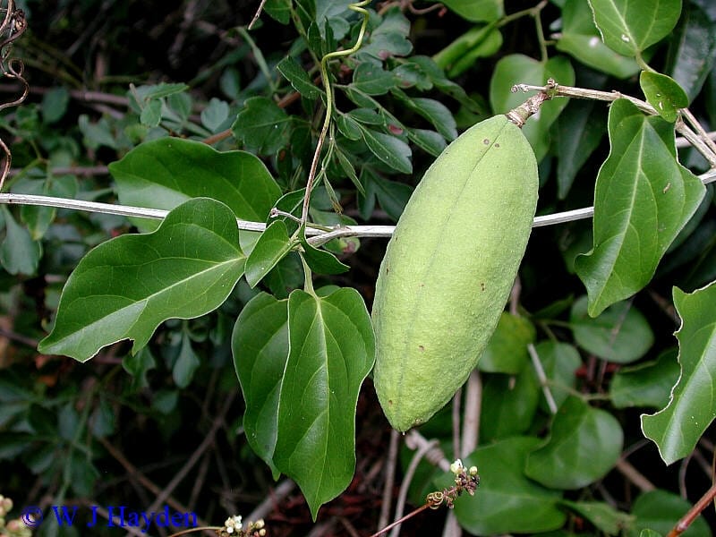 Baccharis latifolia Pers. - Plants of the World Online - Kew Science