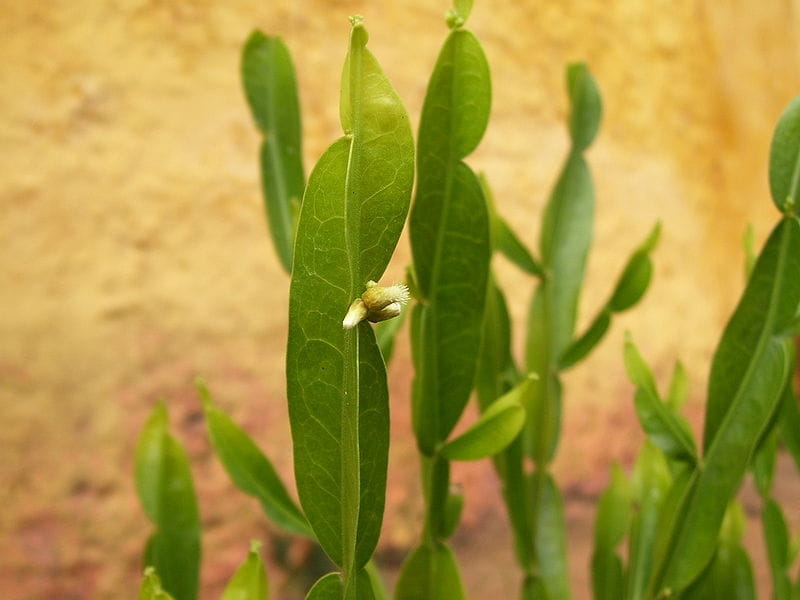 Baccharis pilularis – The Watershed Nursery