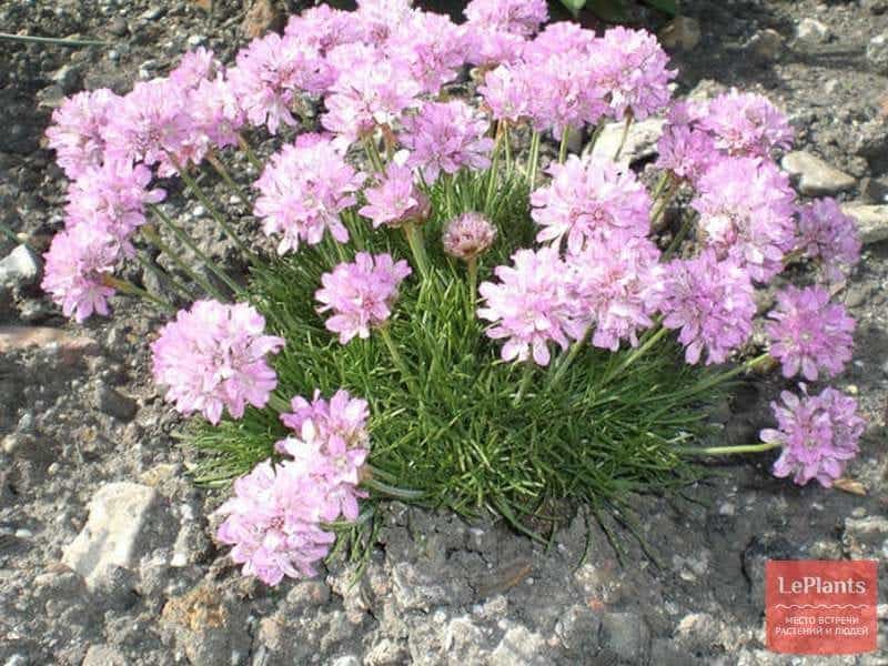 Baccharis pilularis (prostrate) – The Watershed Nursery