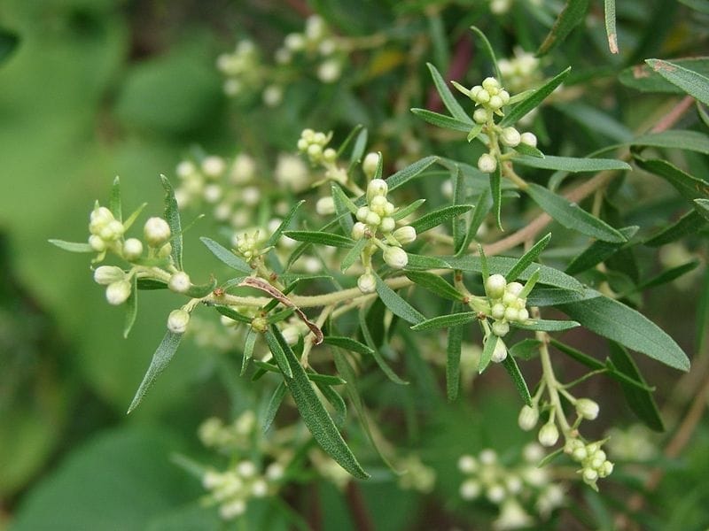 Baccharis pilularis subsp. consanguinea (Coyote Brush) - Native Here Nursery