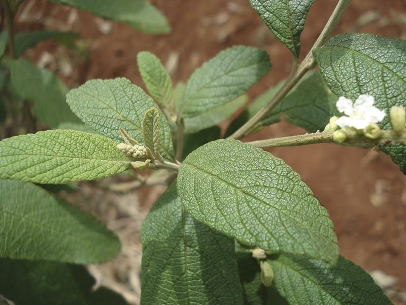 Baccharis salicifolia - Wikimedia Commons