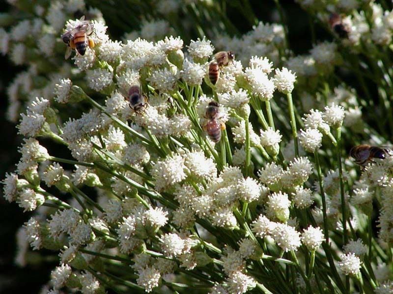 Baccharis sergiloides - Wikipedia