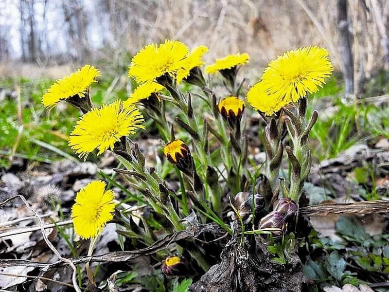 Baccharis trimera (Less.) DC. - SpringerLink