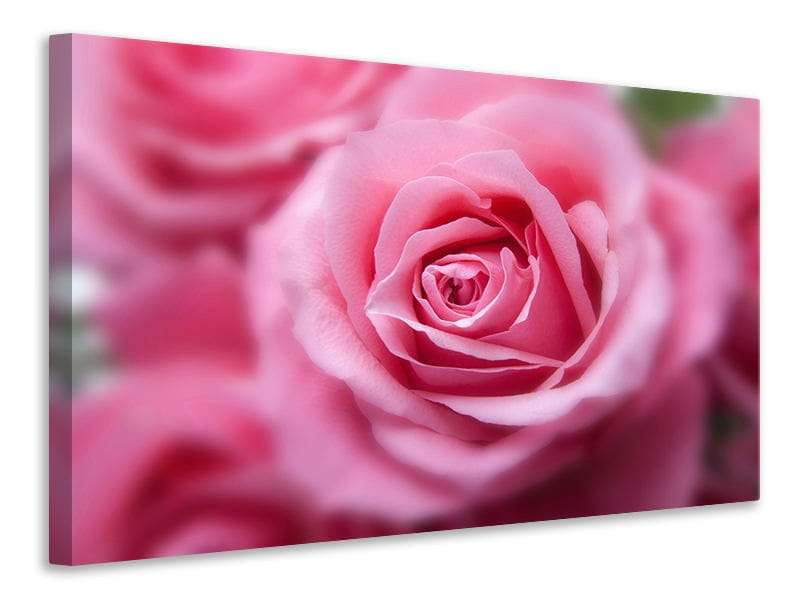 Background with pink roses flowers Royalty Free Vector Image