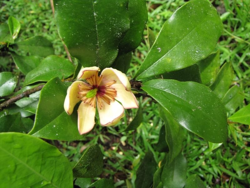 Banana Shrub ~ \