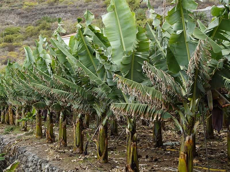 Banana Shrub Care - Growing And Pruning Michelia Banana Shrubs