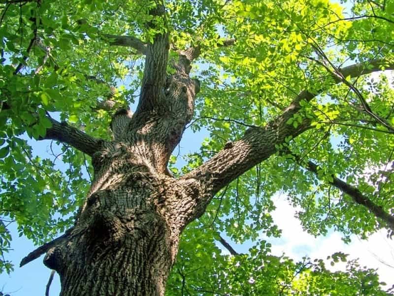 Baobab trees have more than 300 uses but they're dying in Africa