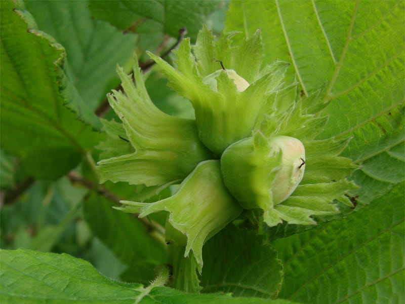 Battling Eastern Filbert Blight with resistant cultivars - Country Folks  Grower