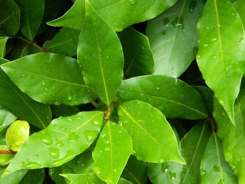 Bay Laurel - Central Texas Gardener