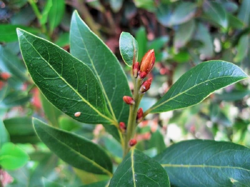 Bay Laurel Tree - Healthier Steps