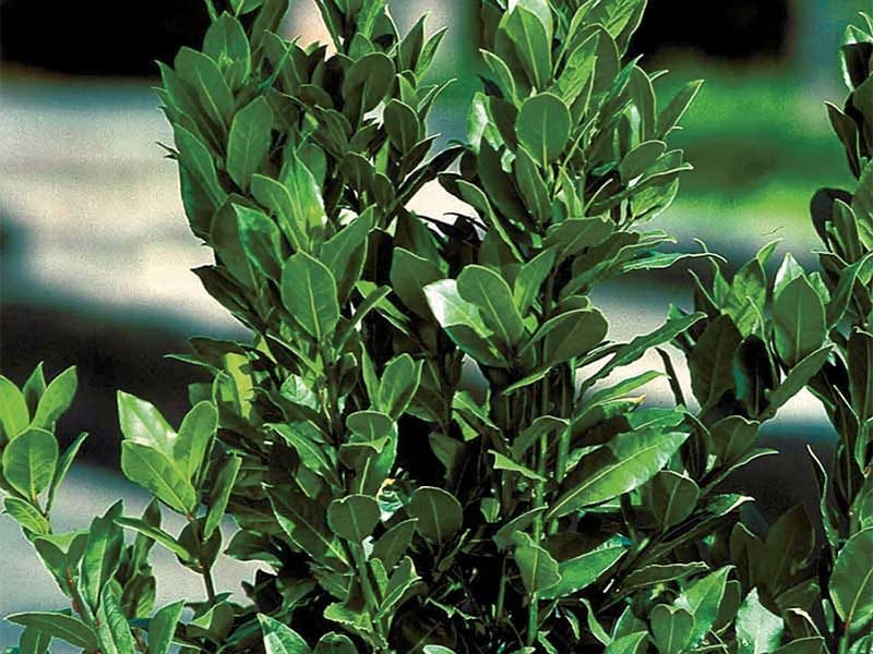 Bay Laurel Tree - Laurus nobilis 17cm - GardenShopBay Laurel Tree - Laurus  nobilis 17cm