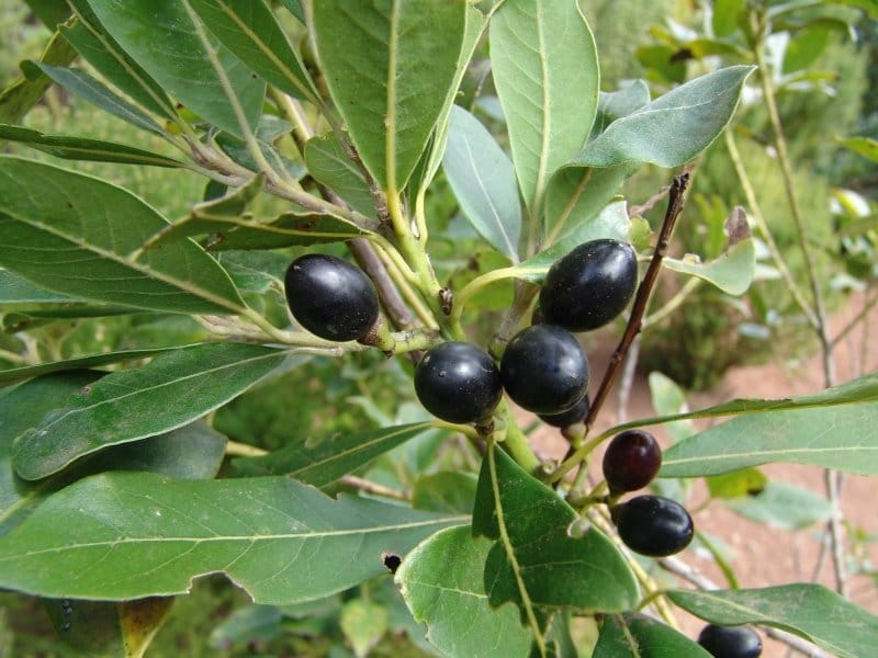 Bay Laurel Trees For Sale - Laurus nobilis