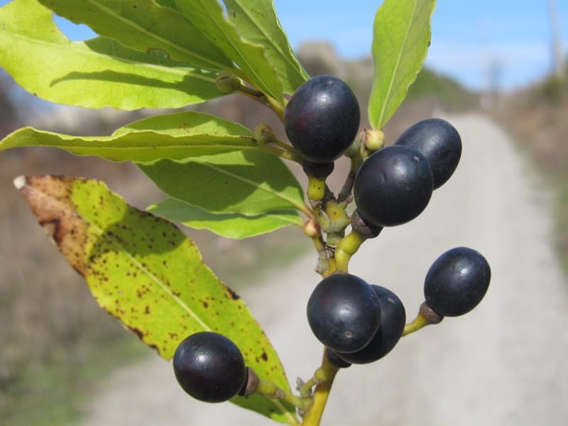 Bay Laurel digs for the Truth - Cathy's Attars