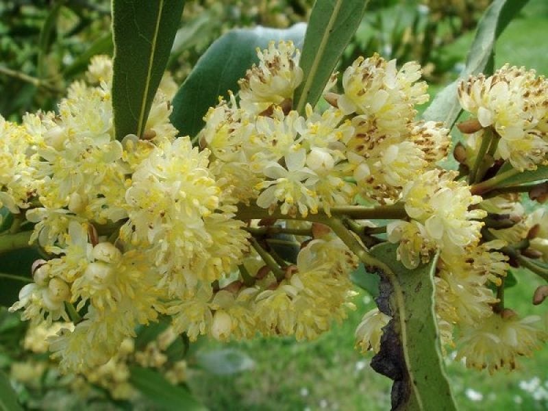 Bay Leaf Plants - How to Grow and Care for Bay Laurel