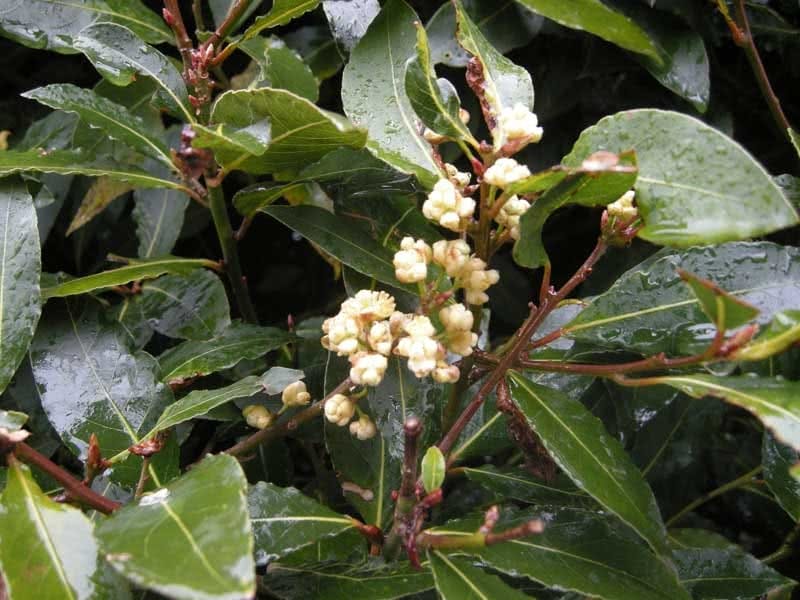 Bay Nature Magazine: Fall is the Best Season for California Bay Laurel