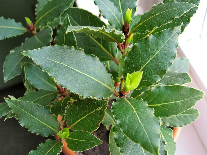 Bay laurel - pruning, care and using its fragrant leaves