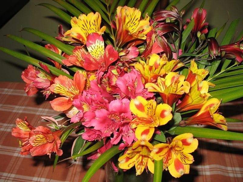 Beautiful Alstroemeria flowers. Pink flowers and green leaves on white  background. Peruvian Lily Stock Photo - Alamy