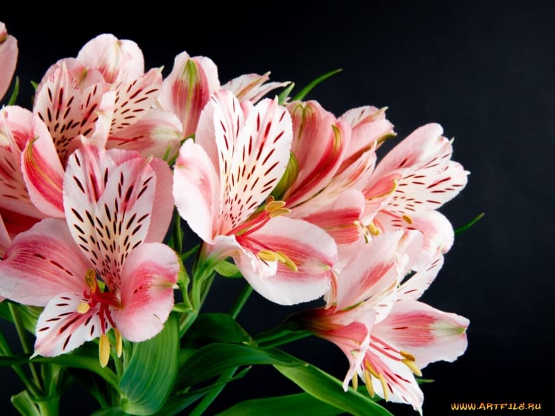 Beautiful Colorful Alstroemeria Flowers in Full Bloom with Green Leaves. .  Peruvian Lily.Bouquet of Flowers on Pink Background Stock Image - Image of  blooming, background: 180048003