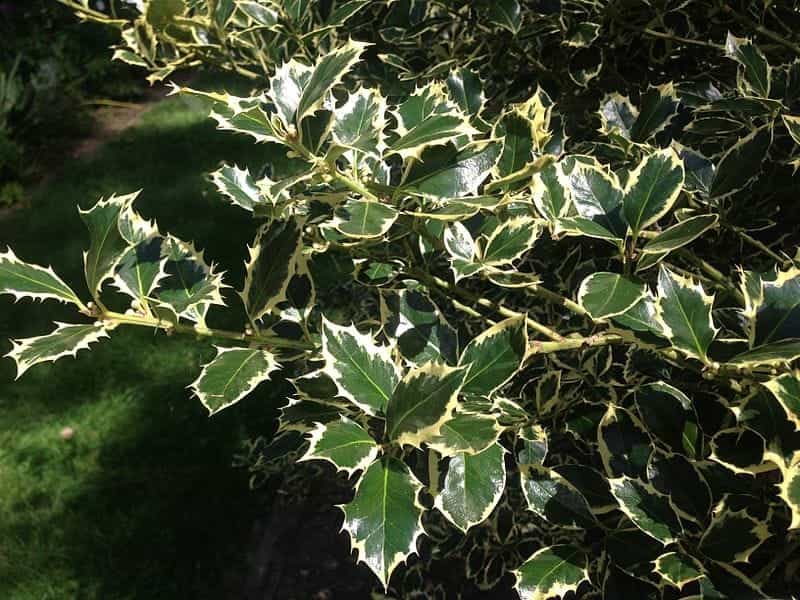 Beautiful Ilex J C Van Tol Holly Tree Covered in Berry - Large Bushy  Specimen - Self-Fertile Female English Holly