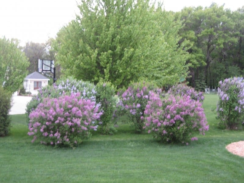 Beautiful Landscape Lilac Trees Blossom Purple Lilac Bushes Park Spring  Stock Photo by ©gorchichko 346559746