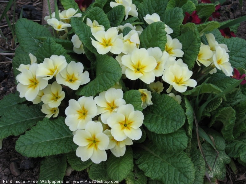 Beautiful Meaning and Symbolism of Primrose Flower and Color - Florgeous