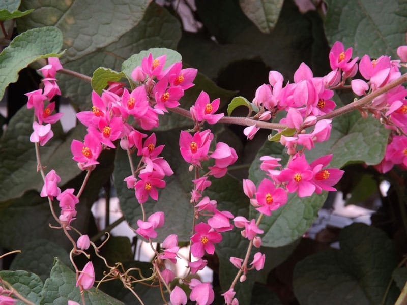 Beautiful Mexican Creeper Flower in the Garden.Antigonon Leptopus, Commonly  Known As Coral Vine, Coralita or San Miguelito Vine. Stock Image - Image of  evergreen, leptopus: 197446243