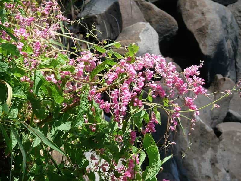 Beautiful Pink Coral Vine, Mexican Creeper Or Chain Of Love Flowers With  Flying Bee Around Stock Photo, Picture And Royalty Free Image. Image  28185168.