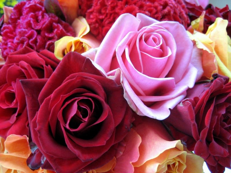Beautiful Rose Flower Image  Photo (Free Trial) - Bigstock