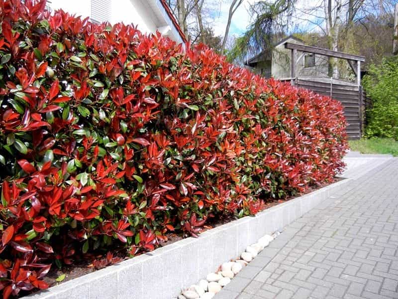 Beautiful View of the Red Tip Photinia Plant Stock Image - Image of  hedging, tree: 217634793