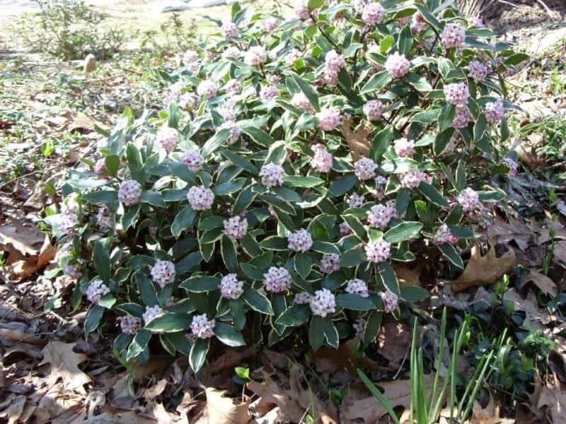 Beautiful Winter Daphne Are Blooming Stock Photo, Picture And Royalty Free  Image. Image 141828426.