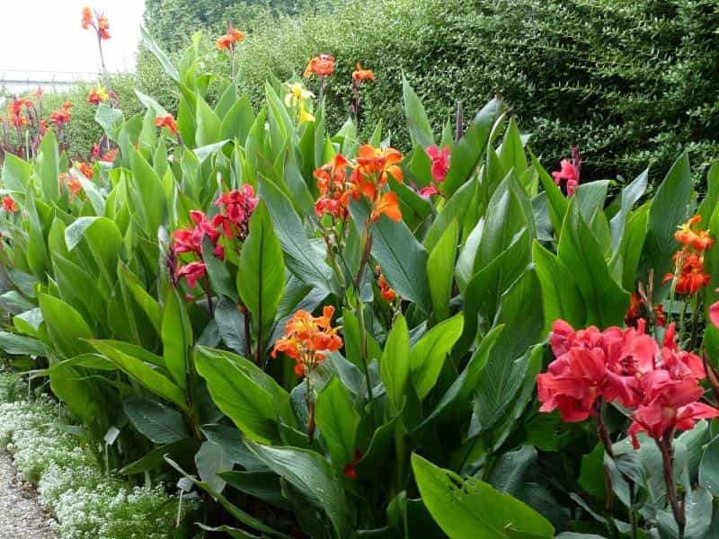 Beautiful Yellow Flower With Red Speckles Canna Lily - Etsy