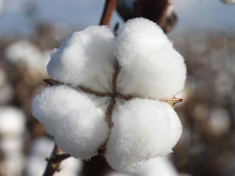 Beautiful cotton flower and ripe cotton Stock Photo - Alamy