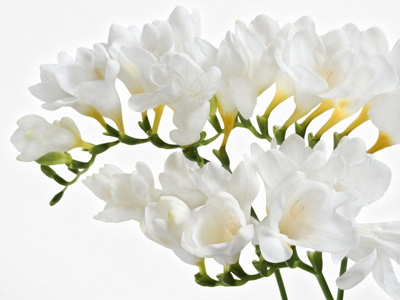 Beautiful freesia flowers on white background Stock Photo by ©NewAfrica  188776046