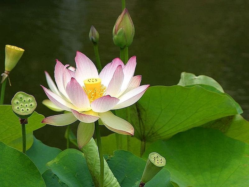 Beautiful lotus flower in river, top view Stock Photo - Alamy