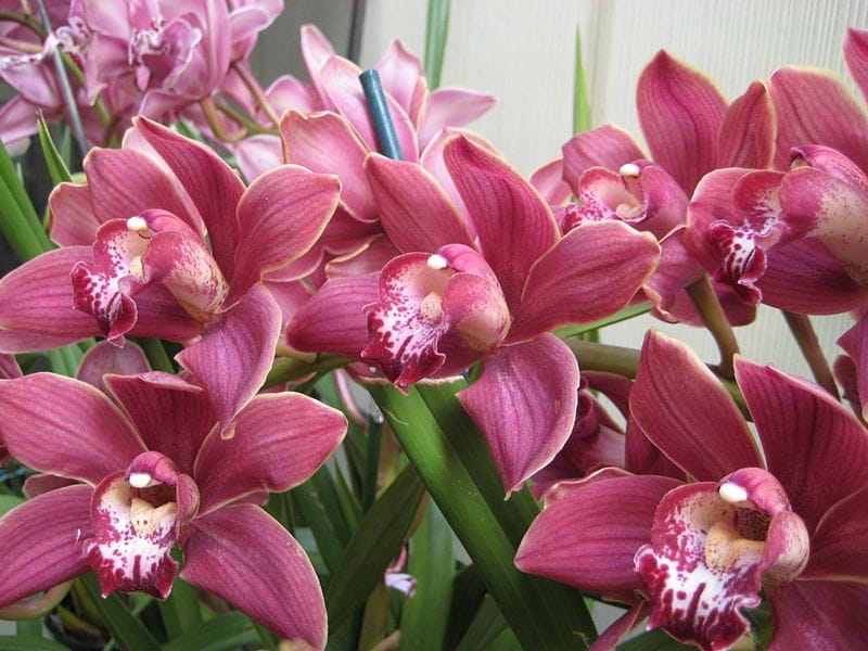 Beautiful orchid flower in garden outdoor - stock photo - Crushpixel