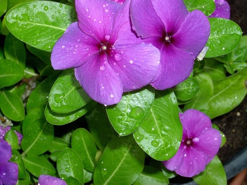 Beautiful pink vinca flowers (madagascar periwinkle) Stock Photo by  ©Noppharat_th 34962827