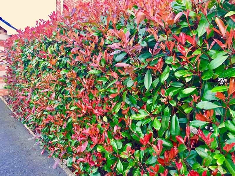 Beautiful view of the Red Tip Photinia plant Stock Photo - Alamy