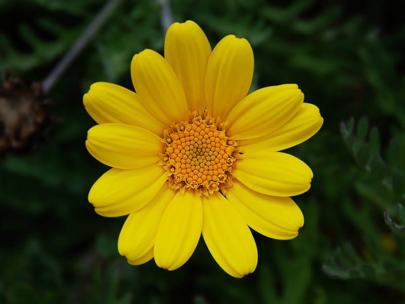 Beautiful yellow flowers stock image. Image of close, beautiful - 2149739