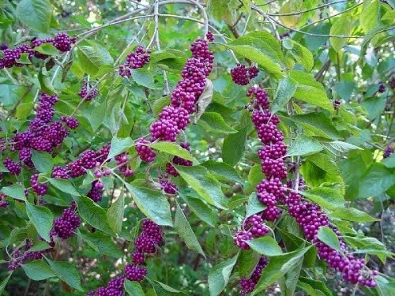 Beautyberry Tree Or American Beautyberry (Callicarpa Americana) Transition  Of Unripe Green To Ripe Purple Or Beautyberry Shrub With Purple Berries  Stock Photo, Picture And Royalty Free Image. Image 124719607.