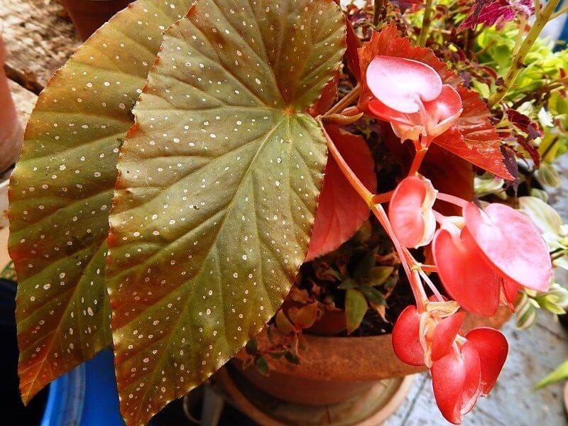 Begonia Looking Glass - VIP Plants