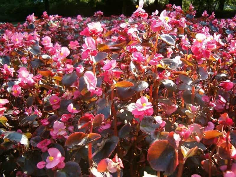 Begonia Strawberry / Saxifraga Stolonifera – Blake Leahs Garden